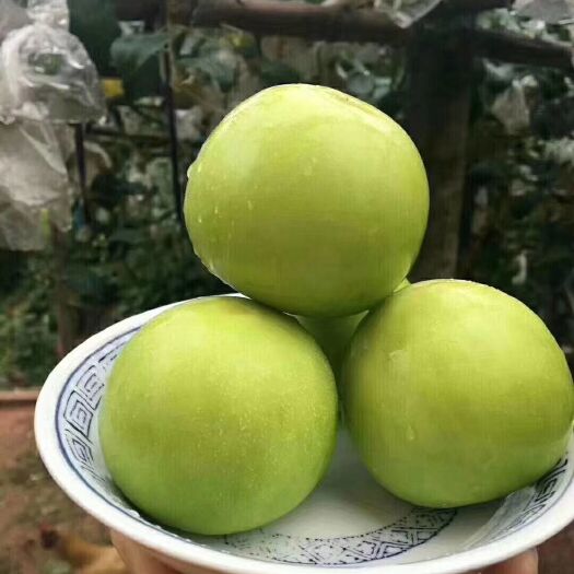 漳浦县青枣  牛奶枣
