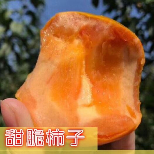 平邑县阳丰甜柿苗  脆甜柿子，不用脱涩，直接食用，口感脆甜