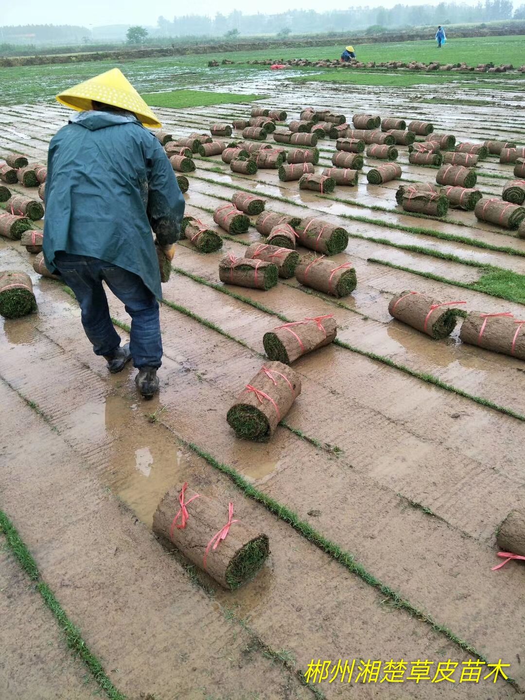 夏威夷草 地被草坪 耐寒耐寒 耐踩踏，适应性强，绿化工程草皮