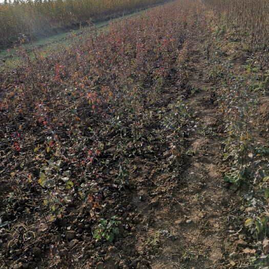 绛县杜梨苗 0.5米以下