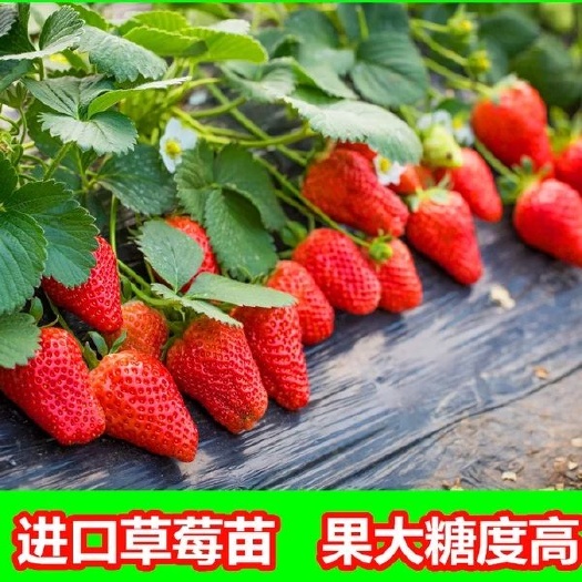 平邑县四季草莓苗 地栽苗 20~30公分