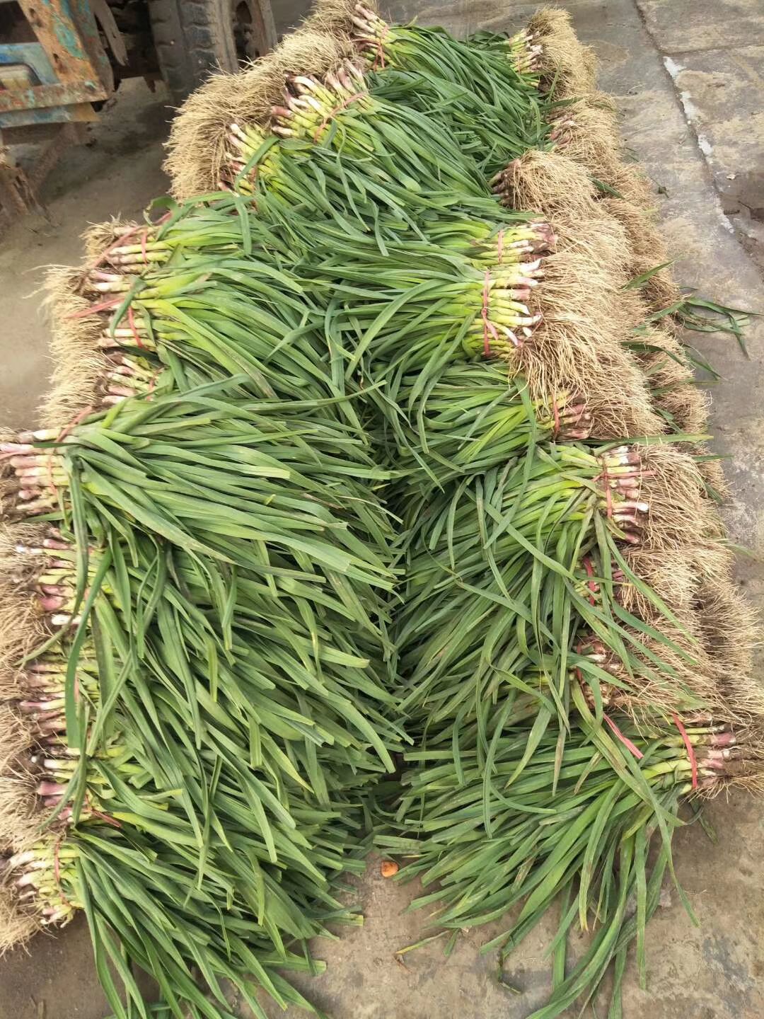 红根蒜苗 45 - 50cm