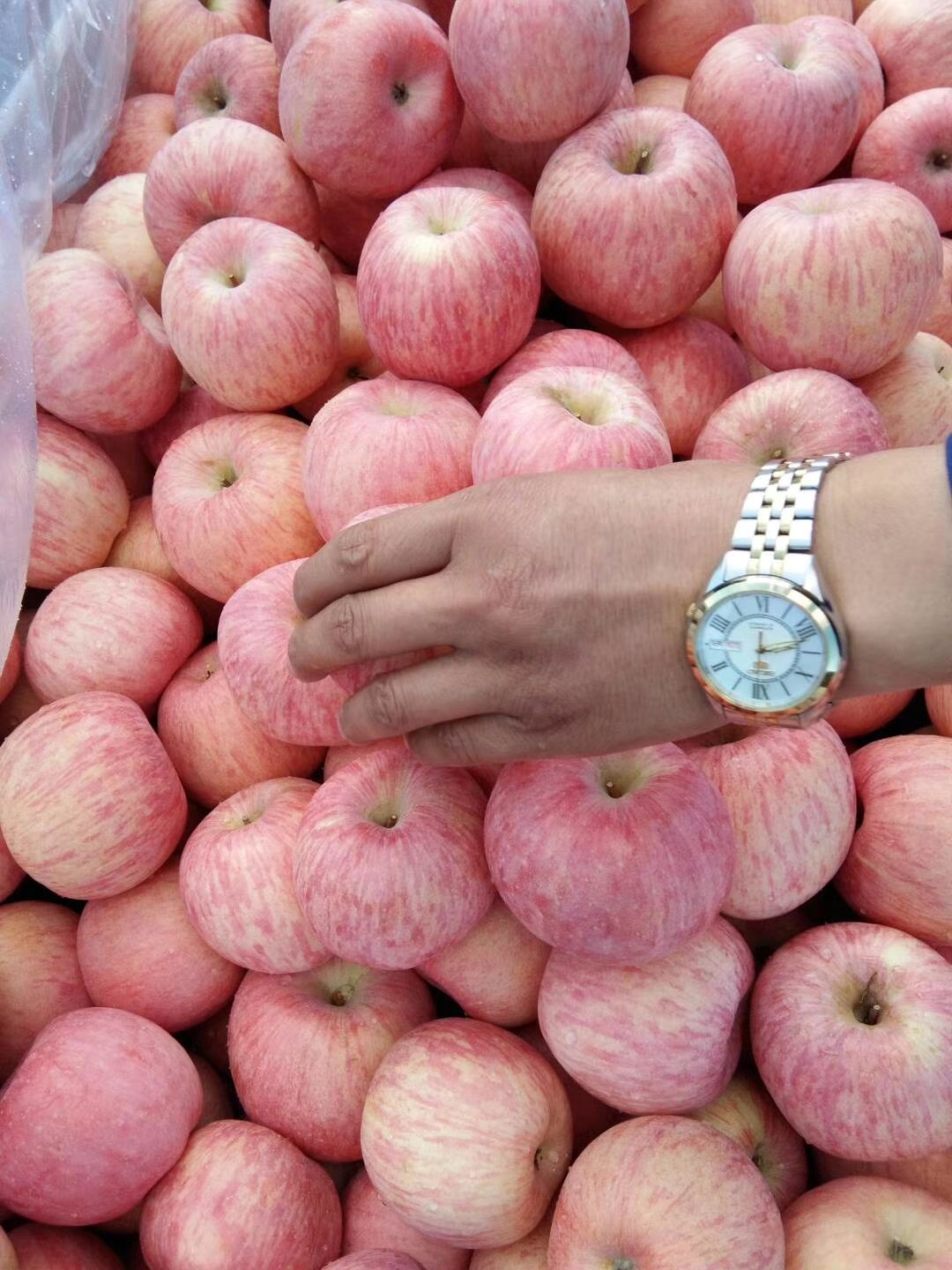  【精品红富士苹果】山东苹果产地，口感脆甜。货源充足。