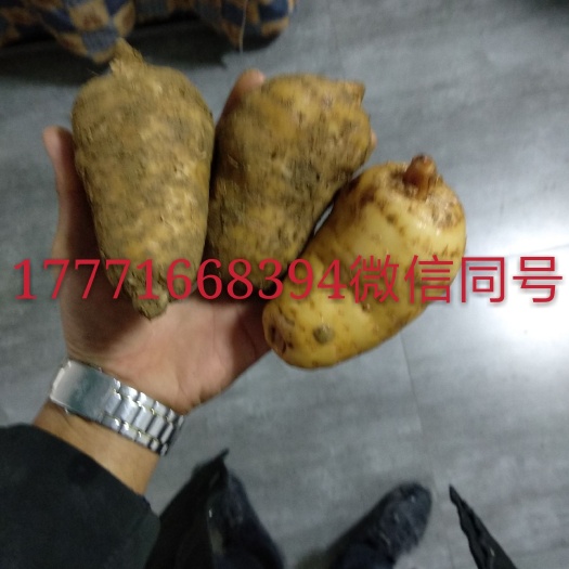 恩施市天麻  天麻鲜货，质优价低，