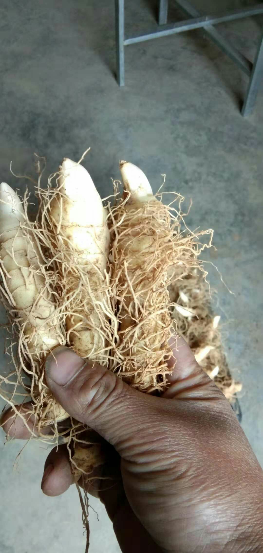 溆浦县玉竹种苗  易管理，抗病能力强，亩产1万斤以上品种。