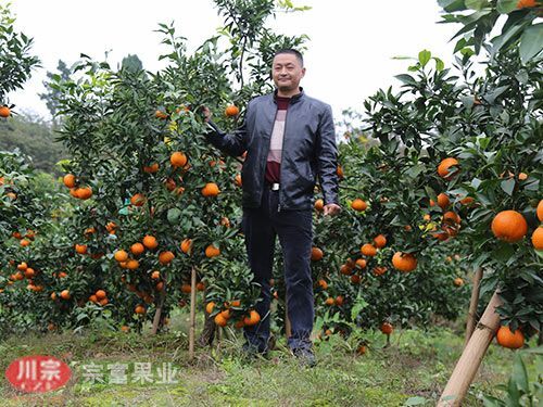 成都爱媛38号柑桔苗 嫁接苗 0.35~0.5米