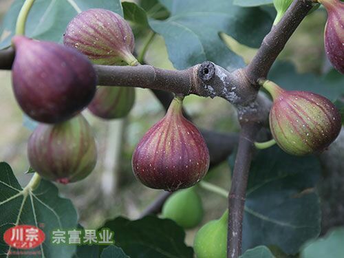 成都波姬红无花果苗
