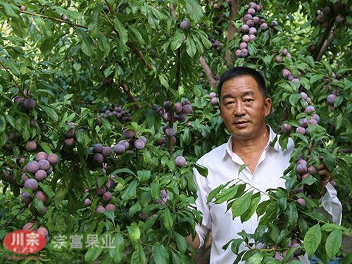 成都五月脆李苗