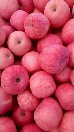  【精品红富士苹果】山东苹果产地，口感脆甜。货源充足。