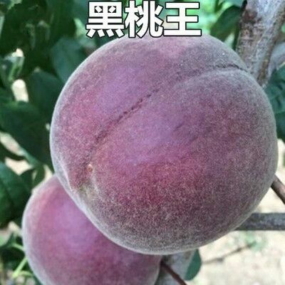平邑县黑桃苗 0.5~1米 