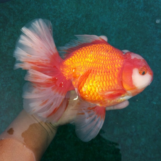 徐州泰狮