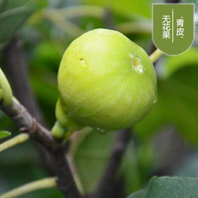 平邑县青皮无花果树苗