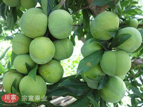 成都青脆李苗