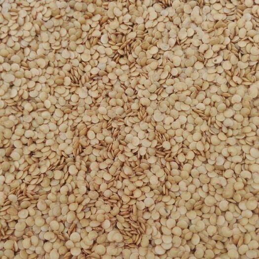 启东市青茄 长茄