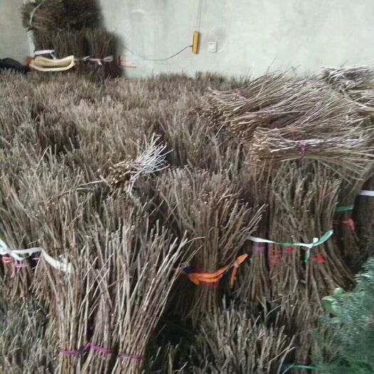 蒙阴县金蝉