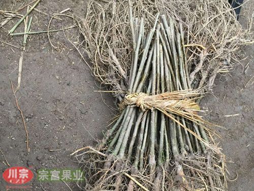 成都无籽大十果桑苗