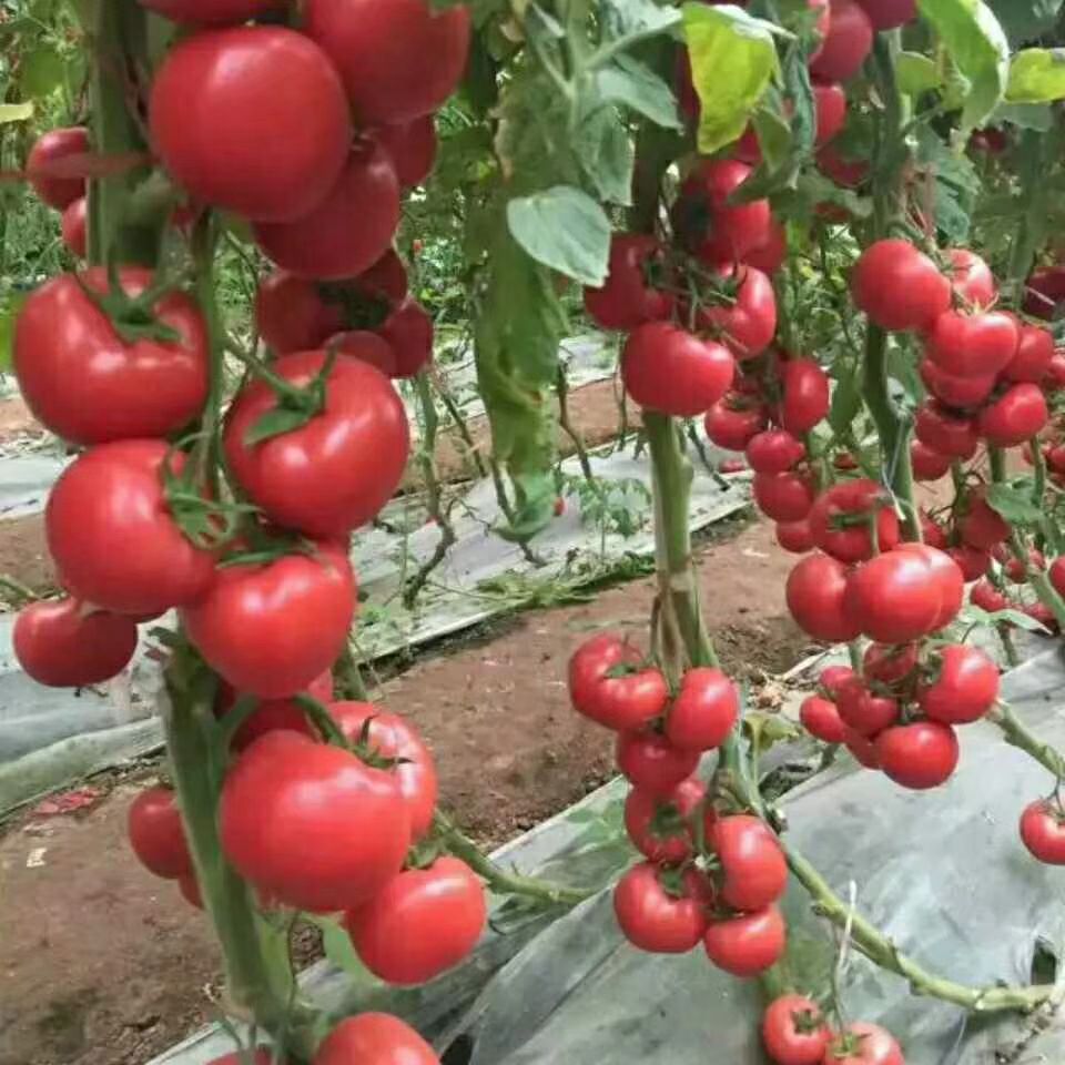山东费县万亩硬粉西红柿常年大量供应