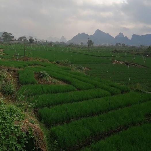 柳州 小香葱