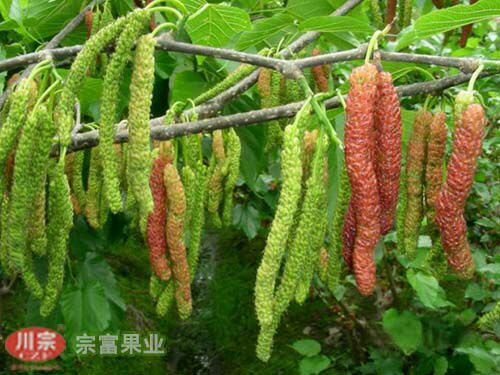 成都果桑苗