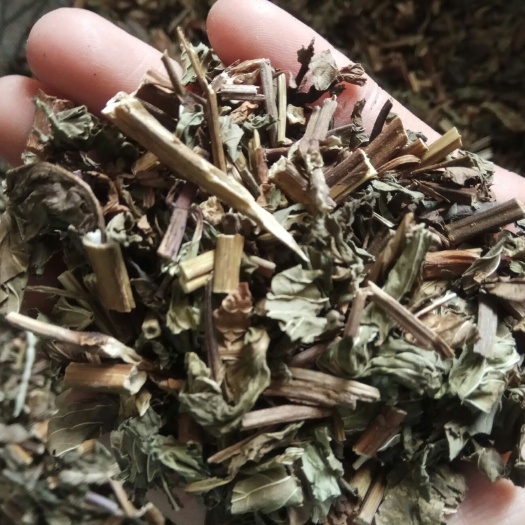 安国市中药材薄荷 干