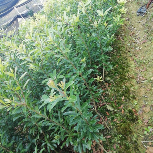 容县东魁杨梅树苗 杨梅苗  盆栽嫁接杨梅  泥头嫁接杨梅