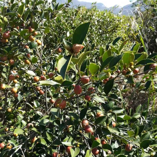 武宁县现榨山茶油 