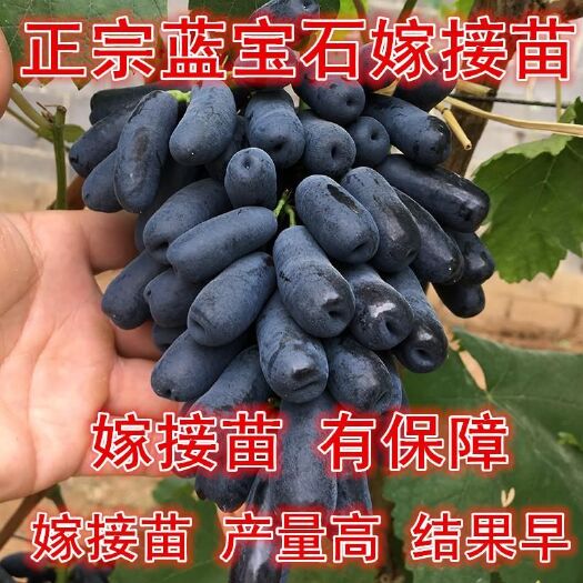 平邑县 蓝宝石葡萄苗当年结果