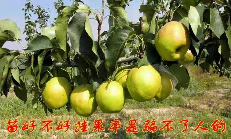 平邑县新梨七号苗 1.5~2米
