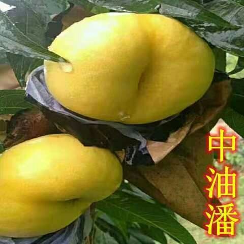平邑县中油蟠7号桃苗 0.5~1米 