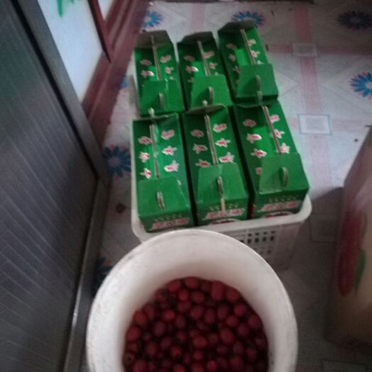 苏州釜山88圣女果