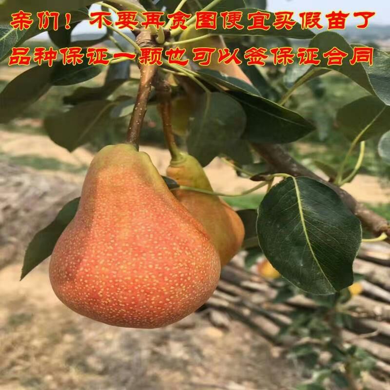 平邑县袖珍小香梨 0.5~1米 