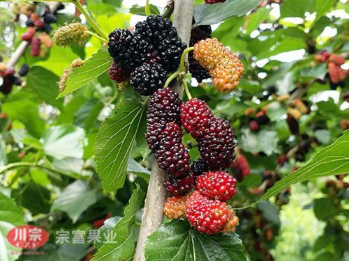 成都无籽大十果桑苗