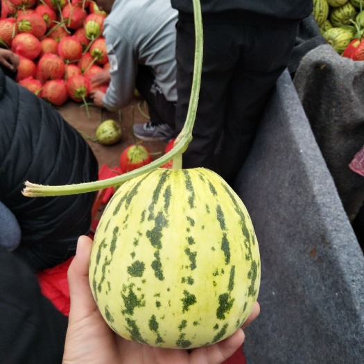 莘县花蕾甜瓜，各种甜瓜香瓜哈密瓜基地，品种上百种