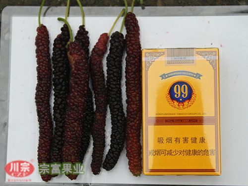 成都长果桑苗
