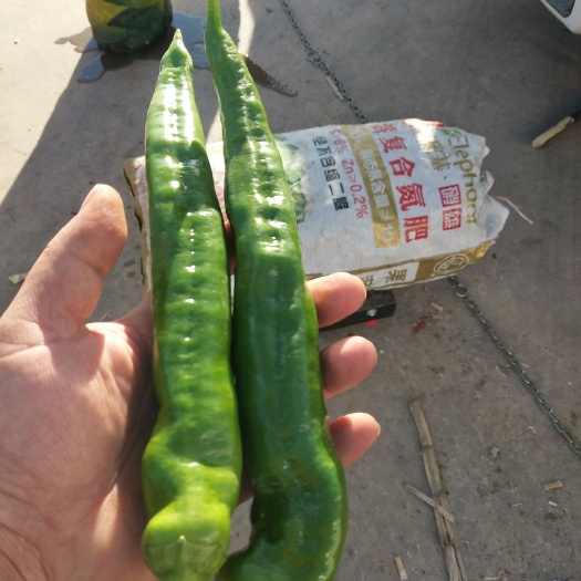 弥勒市羊角椒 15~20cm 靑色 微辣 