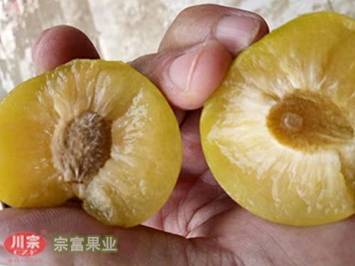 成都蜂糖李树苗