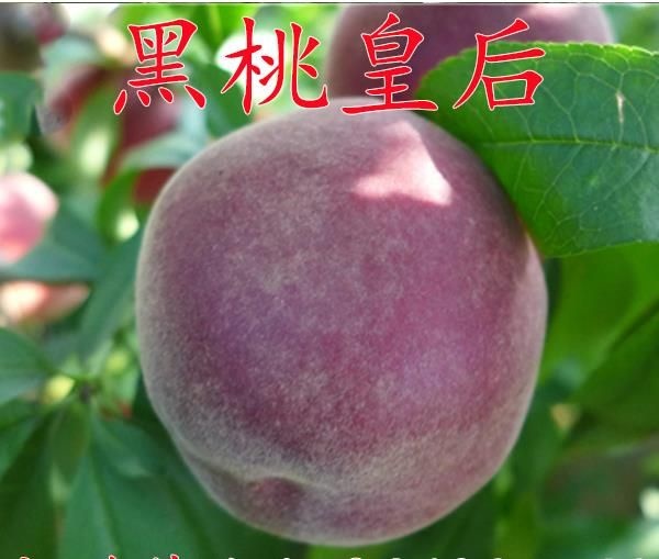 平邑县黑油皇后桃树苗 0.5~1米 