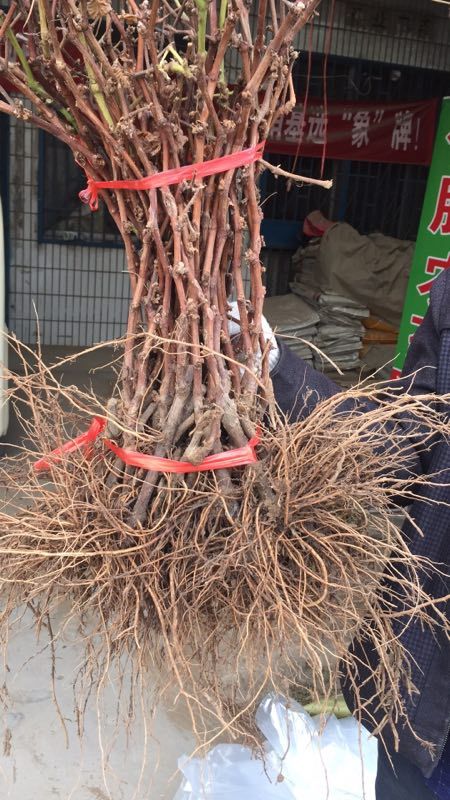 巨峰葡萄苗 