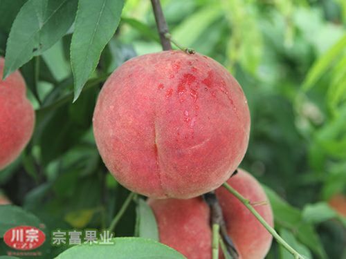 成都胭脂脆桃种苗 1~1.5米