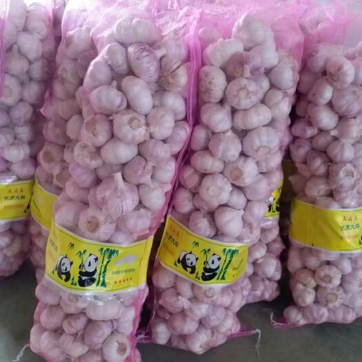 金乡县红皮蒜  各规格各种包装发全国，也是做蒜种的