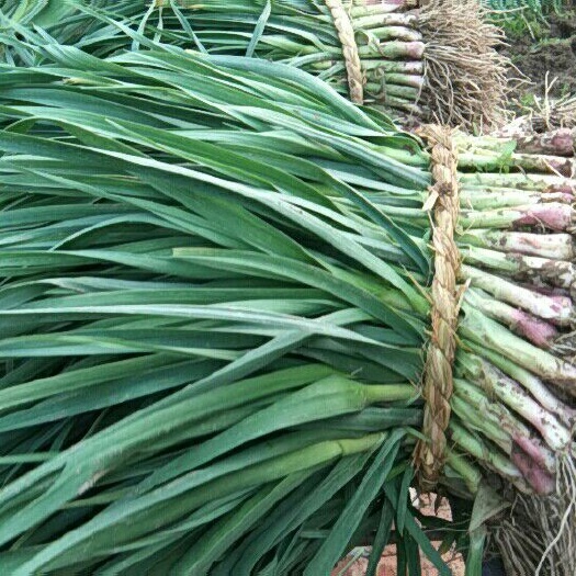 盐城红根蒜苗 50 - 60cm