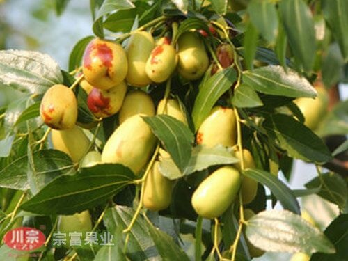 成都贵妃枣苗