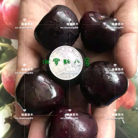 泰安俄罗斯8号樱桃苗