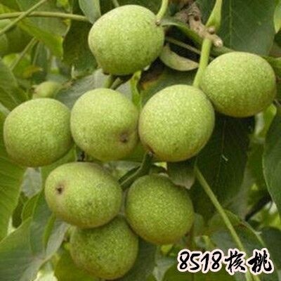 平邑县8518核桃苗
