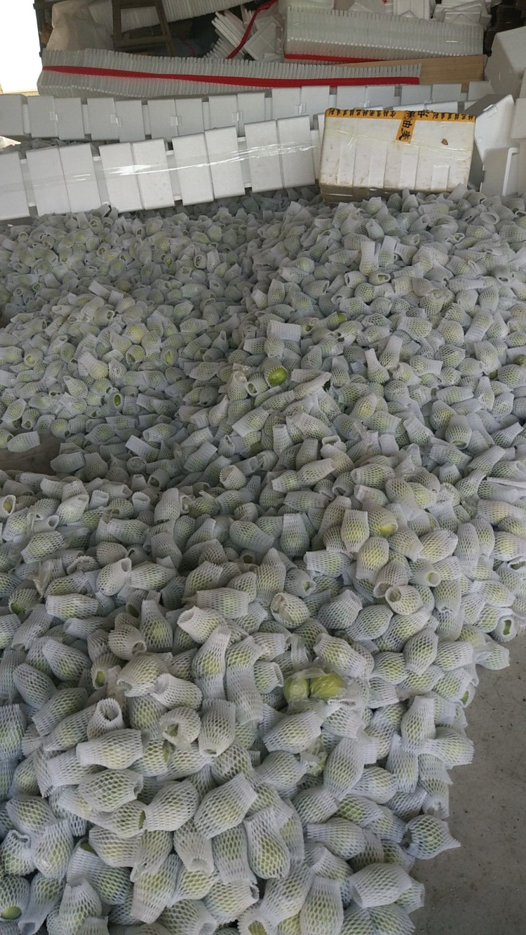 青枣 拐一 50g以上