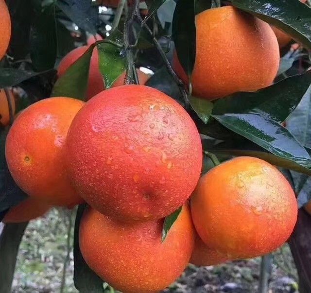 塔罗科血橙 70-75mm 4-8两 