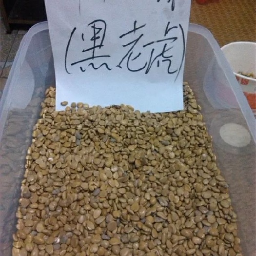 钟祥市粉红黑老虎苗 布福娜种子  一手供应  六品任选
