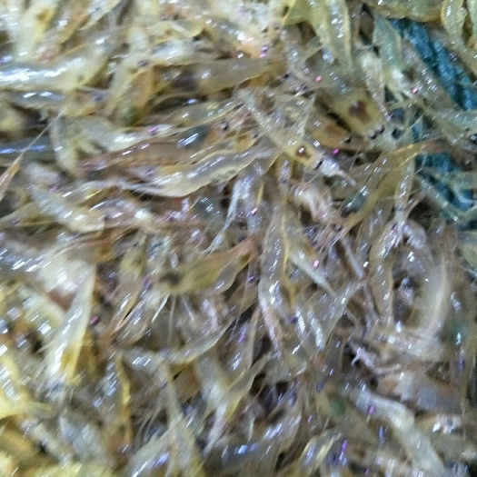 溧阳市青虾苗 
