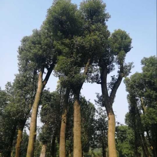 益阳骨架香樟 