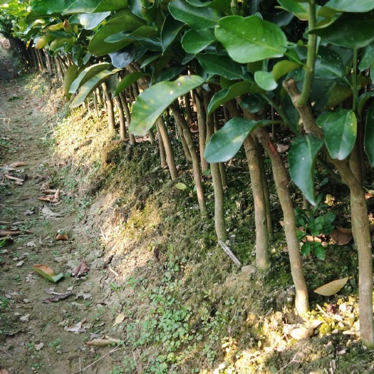 灵山县红肉蜜柚苗 